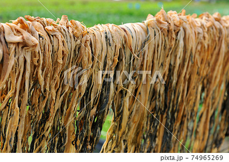 台湾 写真撮影 撮影 74965269