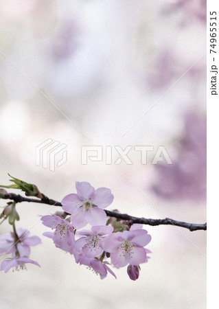 明るい陽射しを浴びた花を背景に咲き始めた桜 74965515