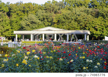 東京都 秋バラが見頃の神代植物公園の写真素材