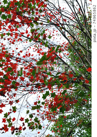 台湾 秋 あき 74965862