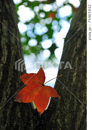 台湾 秋 あき 74965932