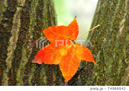 台湾 秋 あき 74966042