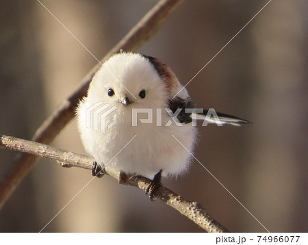 森の妖精 シマエナガ 森の妖精 シマエナガ 74966077