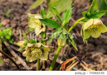 Green hellebore flower on flowerbed in garden 74966540