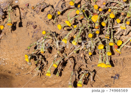 Coltsfoot flower (Tussilago farfara) on meadow Coltsfoot flower (Tussilago farfara) on meadow 74966569