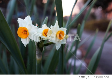 白いスイセン 水仙の花 白いスイセン 水仙の花 74966728