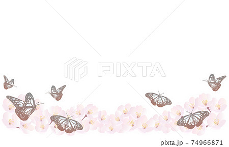 桜とアサギマダラ背景-白 桜とアサギマダラ背景-白 74966871