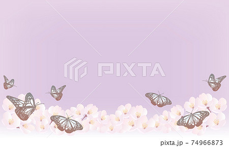 桜とアサギマダラ背景-紫 74966873