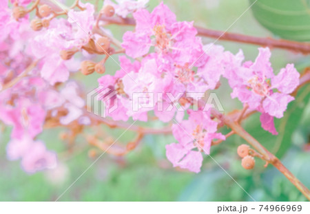 Blurred background of pink flowers, Ant climber on the branch Blurred background of pink flowers, Ant climber on the branch 74966969