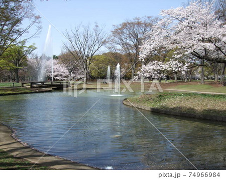 桜が咲く春の代々木公園（噴水池） 74966984