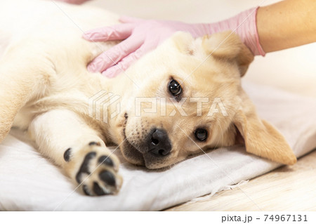 Veterinarian examining puppy dog in medical office Veterinarian examining puppy dog in medical office 74967131
