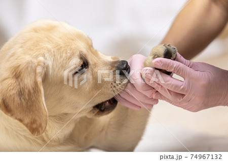 Cute labrador puppy dog getting bandage on its paw at veterinary doctor 74967132