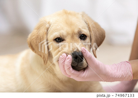 veterinarian assistant holds jaws of puppy, dog biting hand of veterinarian veterinarian assistant holds jaws of puppy, dog biting hand of veterinarian 74967133