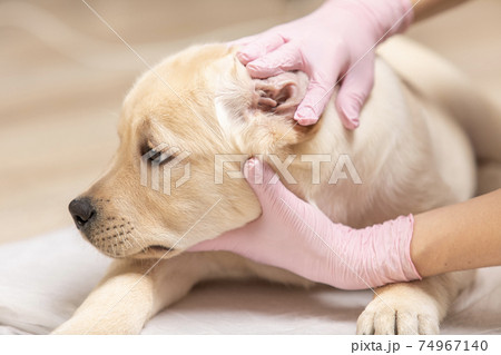 veterinarian examining ear of dog labrador puppy veterinarian examining ear of dog labrador puppy 74967140