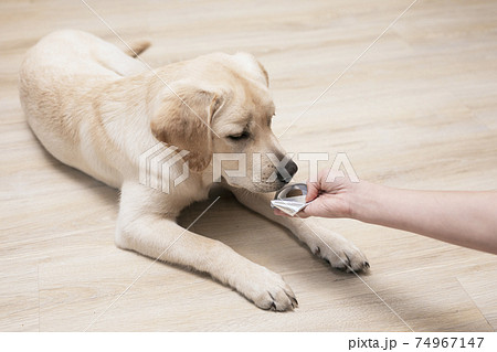woman hand holding pills and close-up medications that are important in dogs. tick and flea prevention for dog woman hand holding pills and close-up medications that are important in dogs. tick and flea prevention for dog 74967147