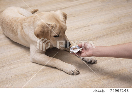 Owner giving medicament to puppy. veterinary medicine, pet, animals, health care concept 74967148