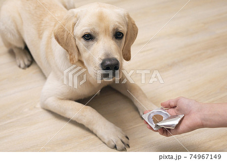 Woman offering tablet to puppy dog. veterinary medicine, pet, animals, health care concept 74967149