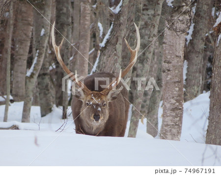 雪深い山にエゾジカが餌を求めて 74967191