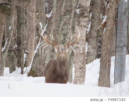 雪深い山にエゾジカが餌を求めて 74967192