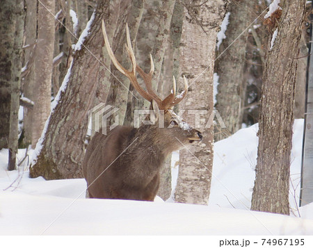 雪深い山にエゾジカが餌を求めて 74967195