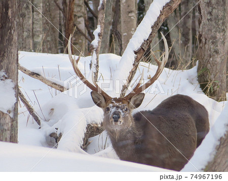 雪深い山にエゾジカが餌を求めて 74967196