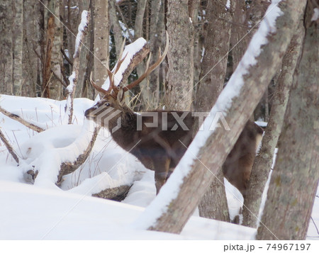 雪深い山にエゾジカが餌を求めて 74967197