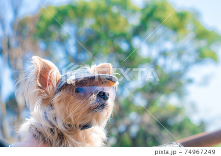 サングラスをしたわんこ 74967249