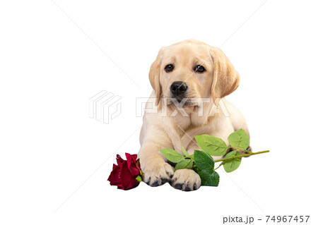 Labrador puppy with rose flower in its paws. Funny dog isolated on white Labrador puppy with rose flower in its paws. Funny dog isolated on white 74967457