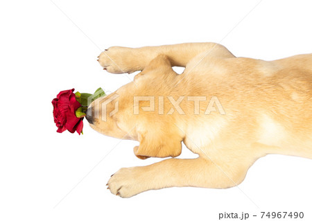 Top View of Puppy Dog on white Background. 74967490