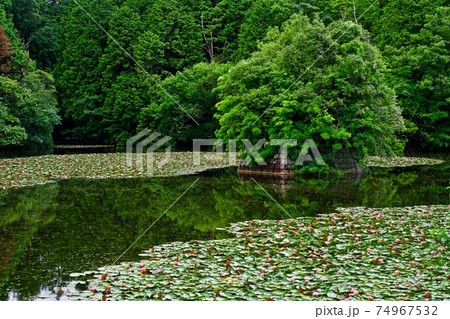 弁天島の沈み鳥居 浮島 弁天島の沈み鳥居 浮島 74967532