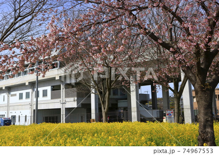 菜の花畑と桜の木 川和町駅前 春 菜の花畑と桜の木 川和町駅前 春 74967553