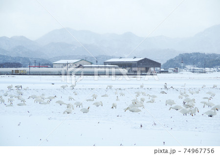 雪の積もった田園でひたむきに餌を探して食べる白鳥の群れ … 島根県 安来市（晴れ時々雪） 74967756
