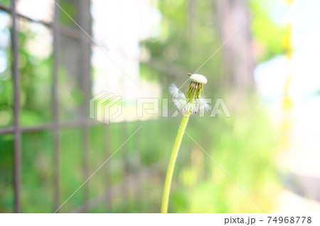 消えた綿毛 74968778