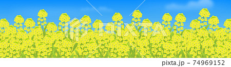 菜の花畑と青空 背景イラスト バナーのイラスト素材