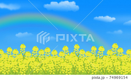 菜の花畑と青空に架かる虹 背景イラストのイラスト素材