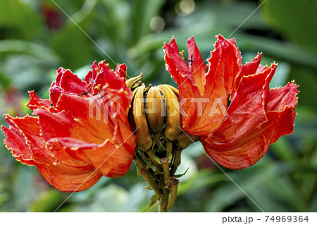 満開のアフリカン･チューリップ・ツリー 74969364