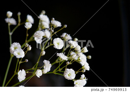 カスミソウ・漆黒背景6 74969913