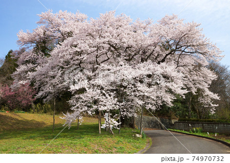 満開の大きくて古い桜 74970732