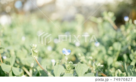 オオイヌフグリ 青花 春イメージ 野草 野花 青花 雑草魂 たくましく オオイヌフグリ 青花 春イメージ 野草 野花 青花 雑草魂 たくましく 74970827