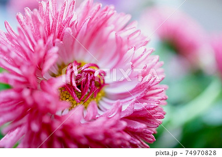 もこもこピンクデージー どアップ 春の花 の写真素材