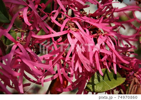 赤い花 赤い花 74970860