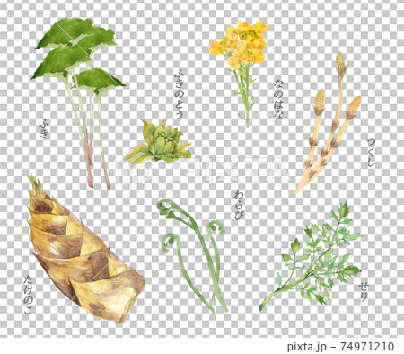 Spring wild vegetable watercolor set 74971210