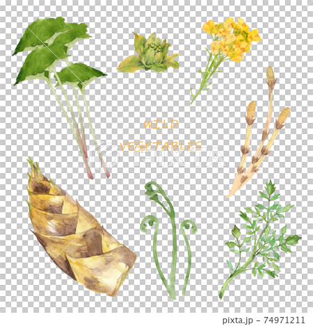 Spring wild vegetable watercolor set 74971211