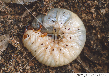 腐葉土の上に丸くなっているカブトムシの幼虫 腐葉土の上に丸くなっているカブトムシの幼虫 74971375