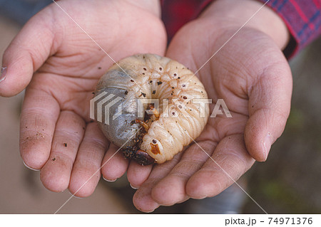 巨大なカブトムシの幼虫を持っている子どもの手の写真素材