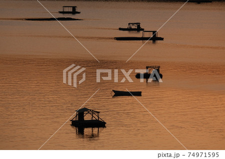 黄金色に染まるウチノ海 黄金色に染まるウチノ海 74971595