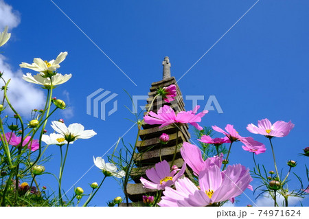 古都奈良の般若寺の十三重石塔とコスモス 74971624