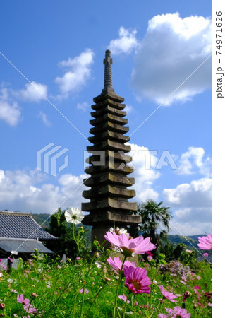 古都奈良の般若寺の十三重石塔とコスモス 古都奈良の般若寺の十三重石塔とコスモス 74971626