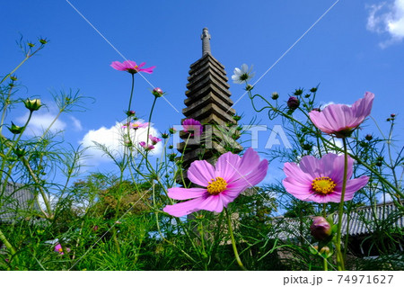 古都奈良の般若寺の十三重石塔とコスモス 古都奈良の般若寺の十三重石塔とコスモス 74971627