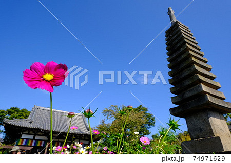古都奈良の般若寺の十三重石塔とコスモス 74971629